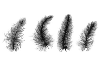 Beyaz arkaplanda tüy izole edildi