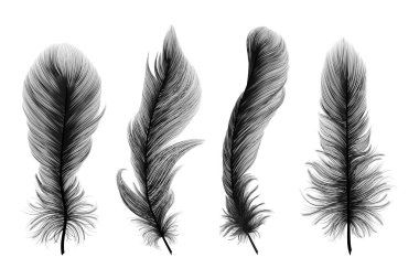 Beyaz arkaplanda siyah tüy izole edildi