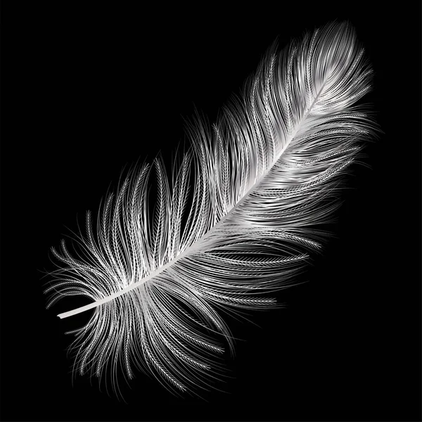 Black Feather White Background — Stock Vector