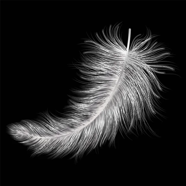 Plume Sur Fond Noir — Image vectorielle