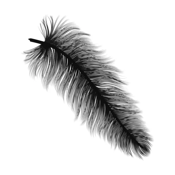 Palm Tree Branch Geïsoleerd Witte Achtergrond — Stockvector