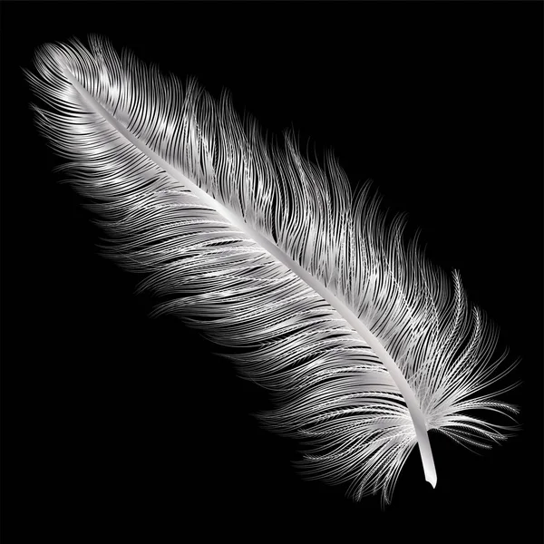 Plume Noire Sur Fond Sombre — Image vectorielle