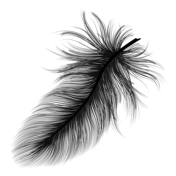 Black Feather Isolated White Background — Stock Vector