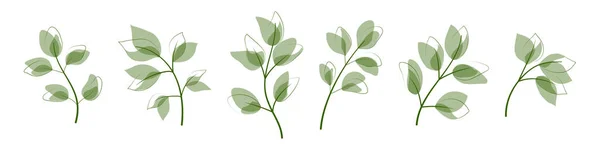 Beyaz Arkaplanda Izole Edilmiş Bir Bitkinin Yeşil Yaprakları — Stok Vektör