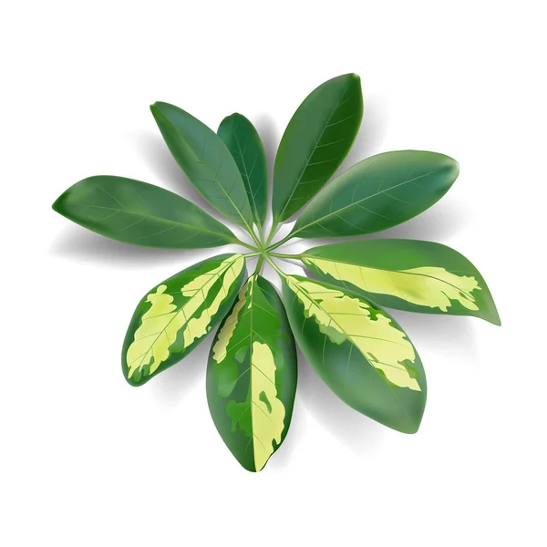 Grüne Blätter Einer Pflanze Auf Weißem Hintergrund — Stockvektor