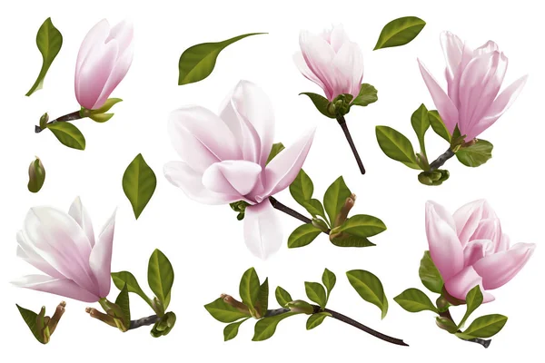 Beautiful Pink Magnolia Flowers Isolated White Background — Image vectorielle