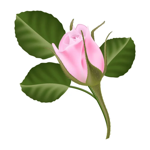 Single Rose Flower Green Leaves — стоковый вектор