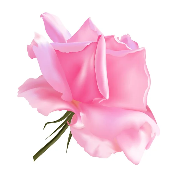 Rose Rose Fleur Sur Fond Blanc — Image vectorielle