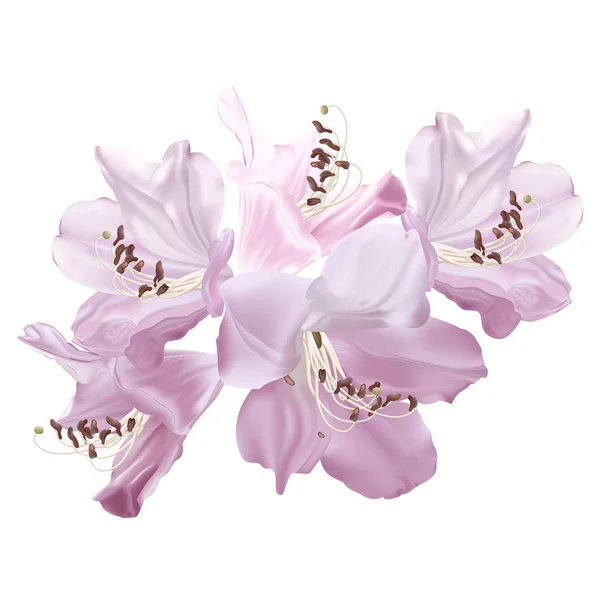 美丽的粉红色兰花 白色背景隔离 — 图库矢量图片