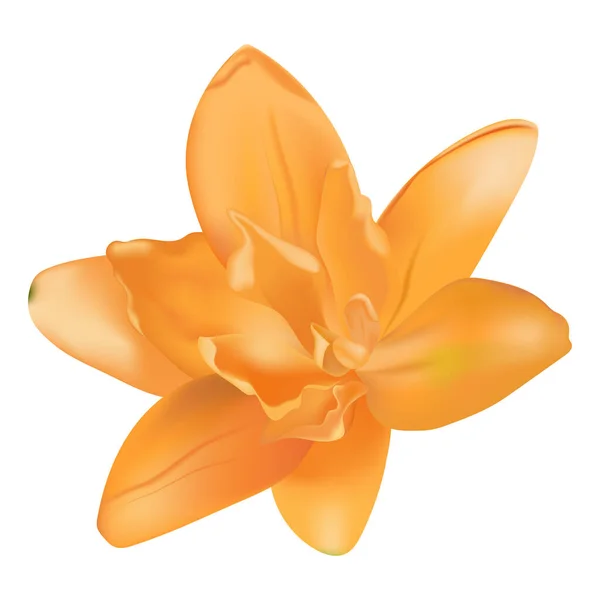 Fleur Lys Jaune Isolée Sur Fond Blanc — Image vectorielle