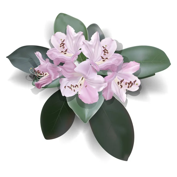 Hermosa Flor Orquídea Aislada Sobre Fondo Blanco — Archivo Imágenes Vectoriales