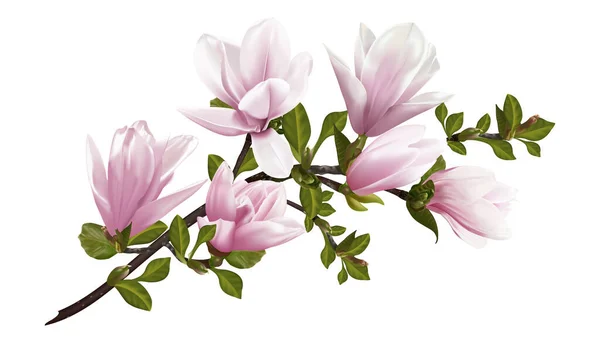 Rosa Pion Blomma Isolerad Vit Bakgrund — Stock vektor