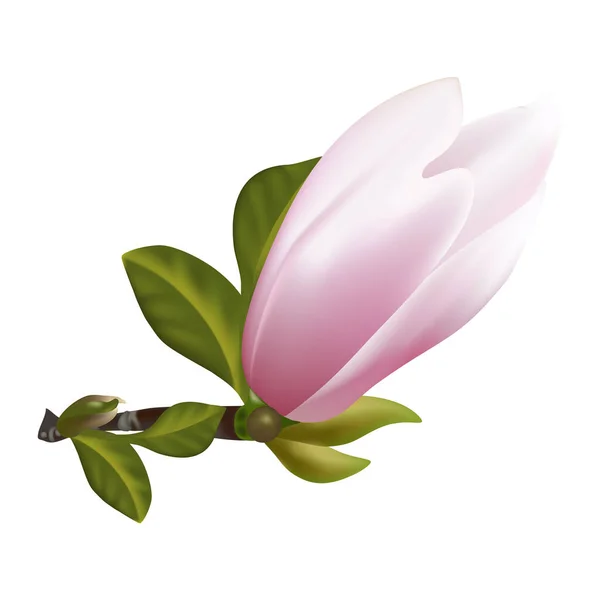 Vector Illustration Beautiful Magnolia Flower — Vettoriale Stock