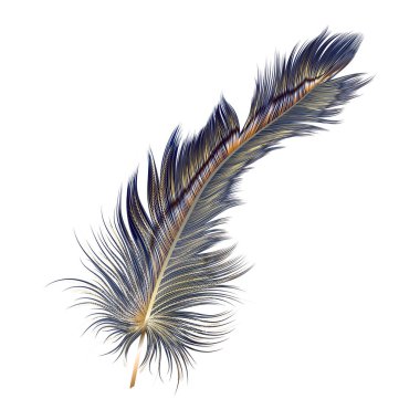 Beyaz arkaplanda tüy izole edildi