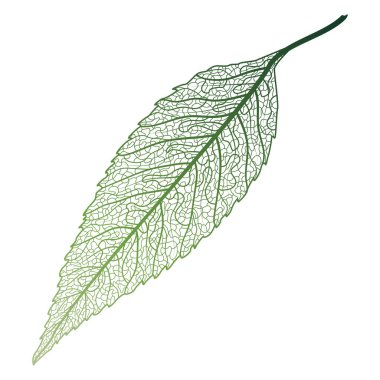 Beyaz arkaplanda yeşil yaprak izole edildi