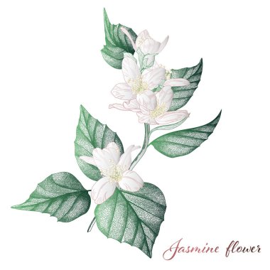 Beyaz arkaplanı olan bir bitkinin çizimi