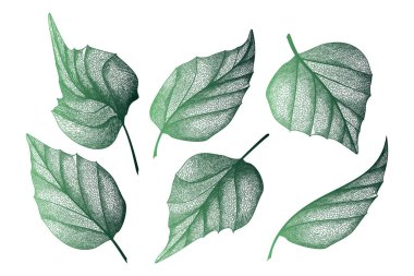 Beyaz arkaplanda yeşil yapraklar var