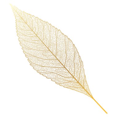 Ağaç yaprağı. vektör illüstrasyonu