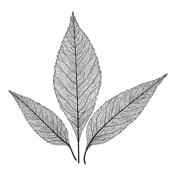 Ilustración Vectorial Una Planta — Vector de stock