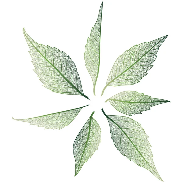 Green Leaves Leaf Isolated White Background — Vector de stock