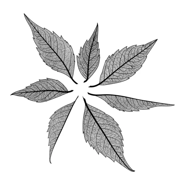 Black White Drawing Leaf — 图库矢量图片