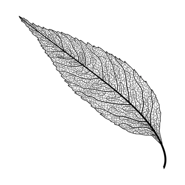Black White Drawing Leaf — Wektor stockowy