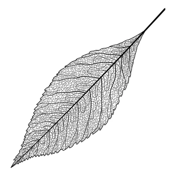 Vector Illustration Leaf Tree — 스톡 벡터