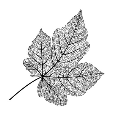 Siyah arkaplanda yaprak simgesi