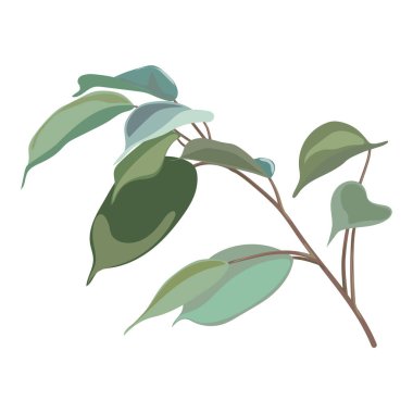 Bir bitkinin yeşil yaprakları. vektör illüstrasyonu