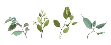 Beyaz arkaplanda izole edilmiş okaliptüs ağacının yeşil yaprakları