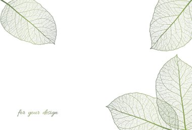 beyaz arkaplanda yeşil yapraklar izole