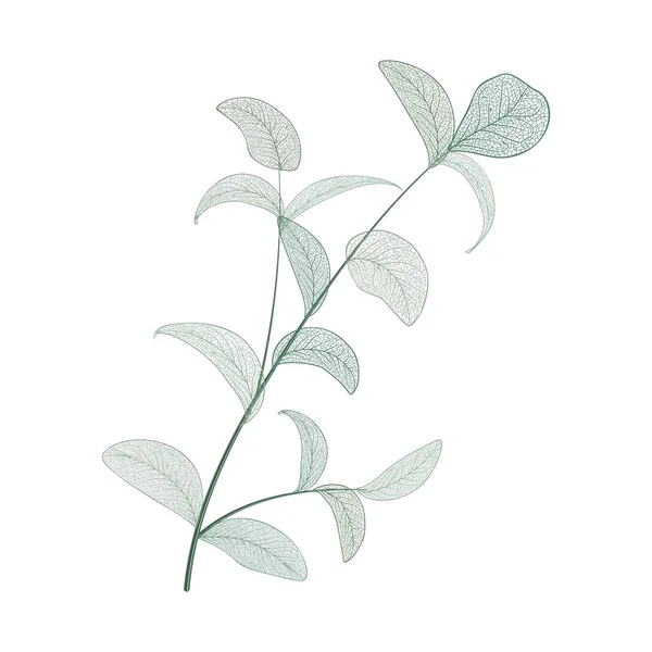 Vector Illustration Green Leaves — Stock Vector