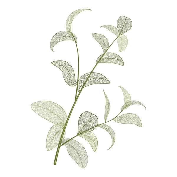 Green Leaves Branch Isolated White Background — Vettoriale Stock