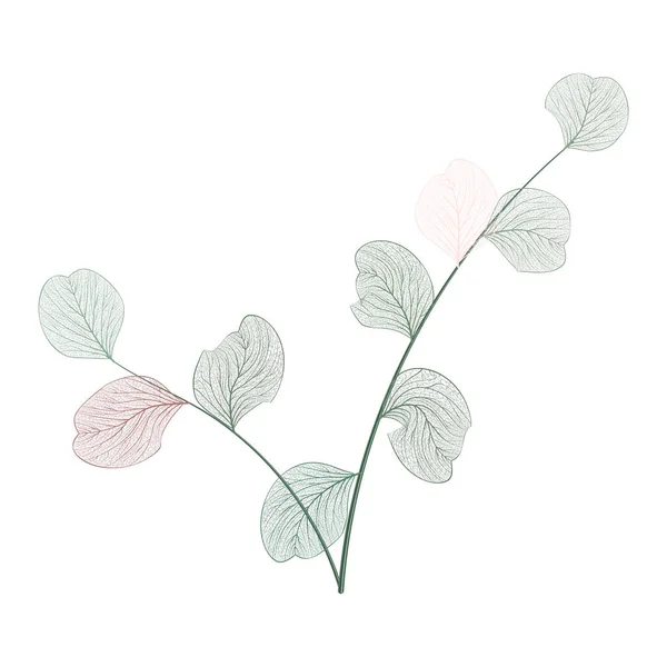 Sada Zelených Listů Rostlinné Botanické Ilustrace Izolované Vektorové Ilustrace Naškrábaných — Stockový vektor
