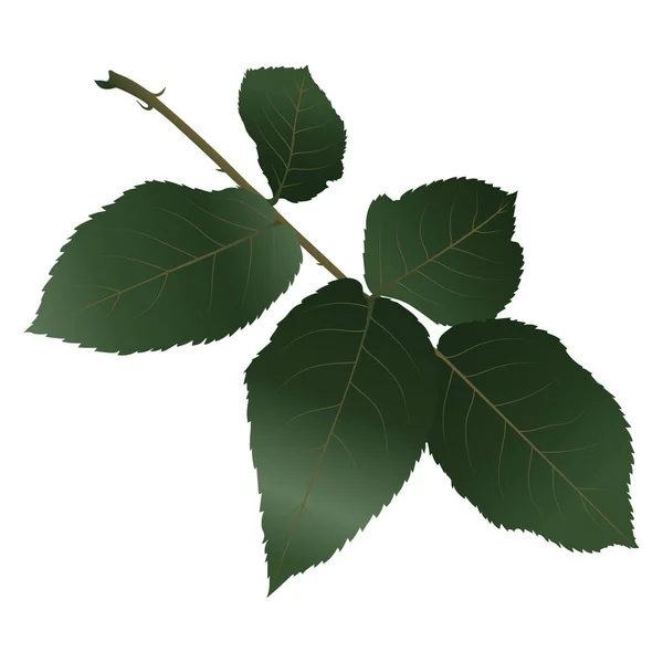 白地に孤立したリンデンの木の緑の葉 — ストックベクタ