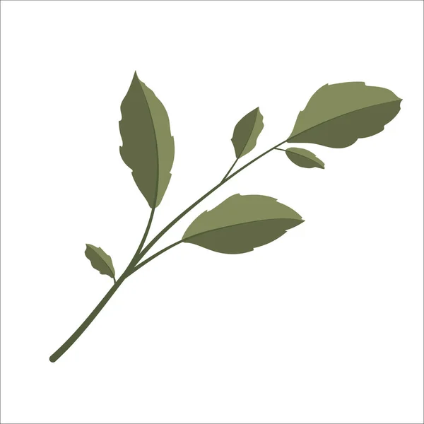 Διανυσματική Απεικόνιση Κλαδιού Φυτού — Διανυσματικό Αρχείο