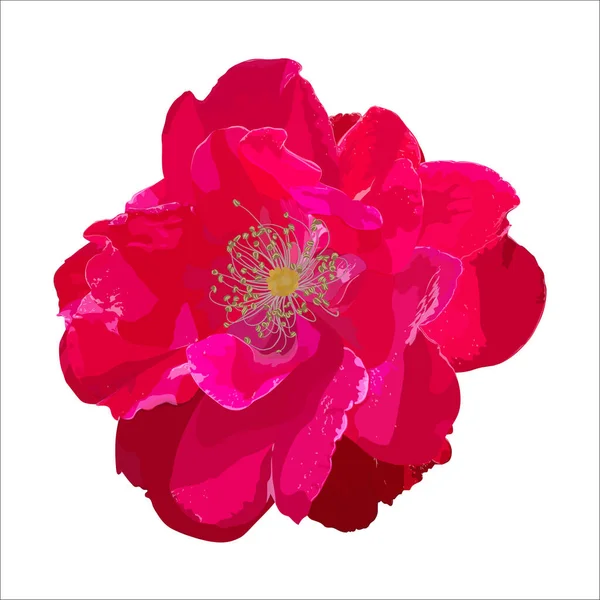 Belle Fleur Pivoine Rose Isolée Sur Fond Blanc — Image vectorielle