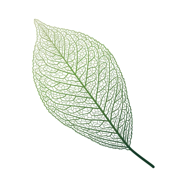 Зелений Лист Ізольований Білому Тлі — стоковий вектор