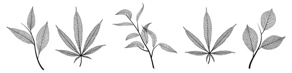 Set Dry Leaves Plants Isolated White Background Vector Illustration — ストックベクタ