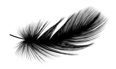 Beyaz arkaplanda siyah tüy izole edildi