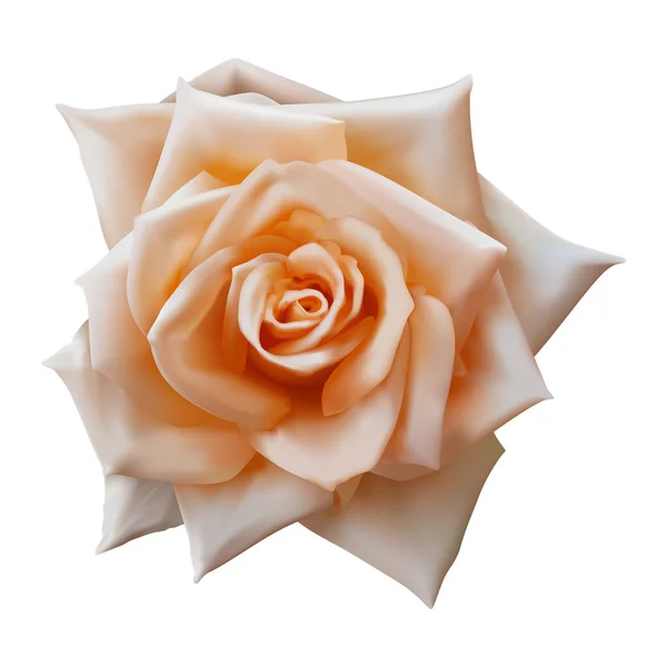 Hermosa Flor Rosa Aislada Sobre Fondo Blanco — Vector de stock
