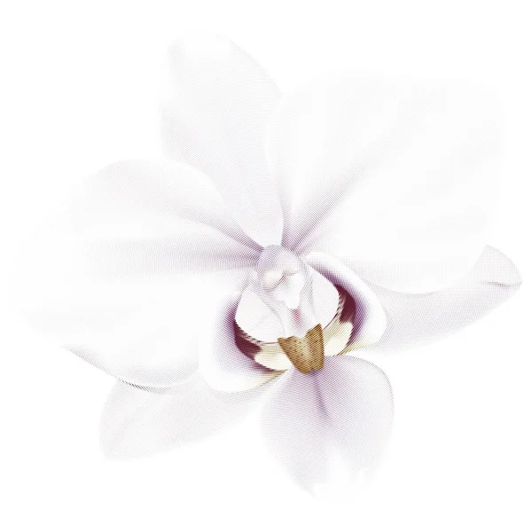 White Flower Bow Isolated Background — стоковый вектор