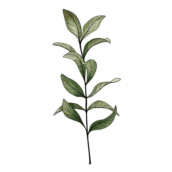 Green Leaves Plant Isolated White Background — Vetor de Stock