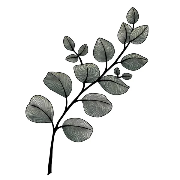 Ilustrație Vectorială Unei Ramuri Unei Plante — Vector de stoc