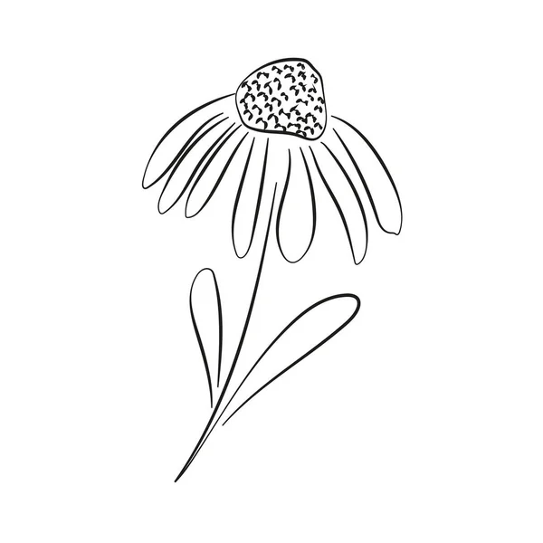 Vektor Illustration Vacker Botanisk Bakgrund — Stock vektor