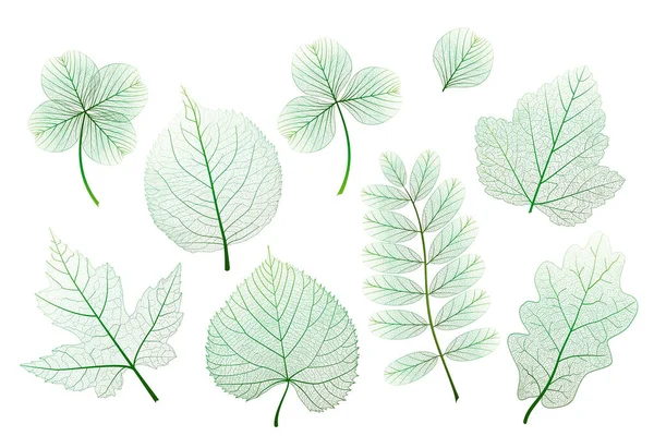 Set Green Leaves Isolated White Background — Stock Vector