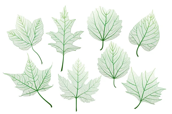 Набір Зеленого Листя Ізольовано Білому Фоні — стоковий вектор