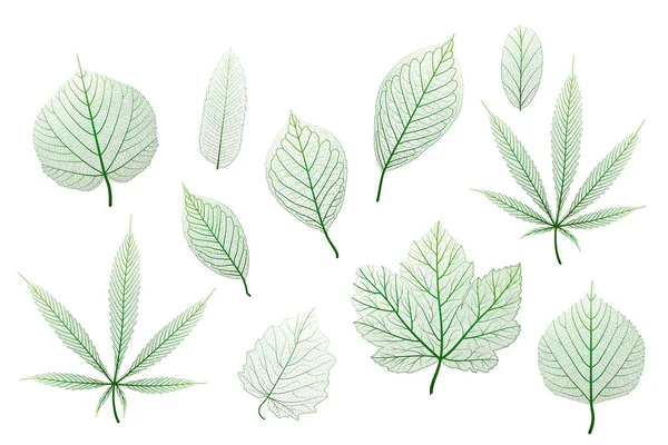 Set Green Leaves Isolated White Background — Stock Vector