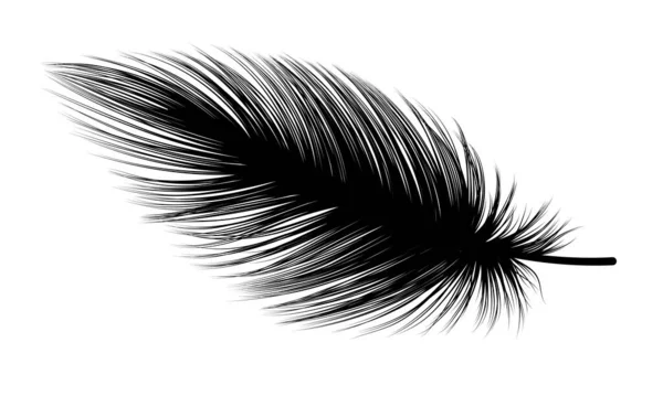 Plumas Negras Sobre Fondo Blanco — Vector de stock