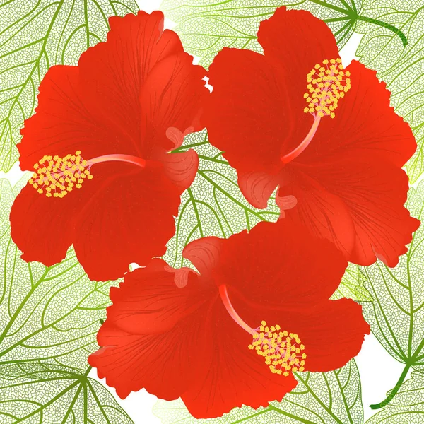 Vector Illustration Red White Hibiscus Flower —  Fotos de Stock